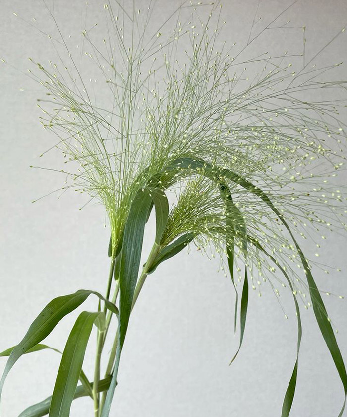 Паникум, поштучно