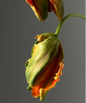 Французские тюльпаны Авиньон Пэррот оранжево-зелёные, поштучно