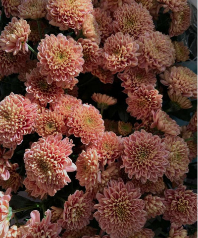 Сантини оранжевые, в ассортименте