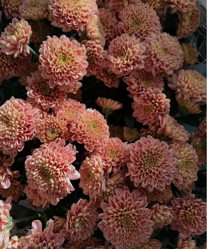 Сантини оранжевые, в ассортименте поштучно