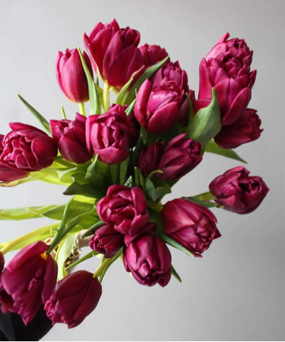 Тюльпаны дв. Элиссон Брэдли