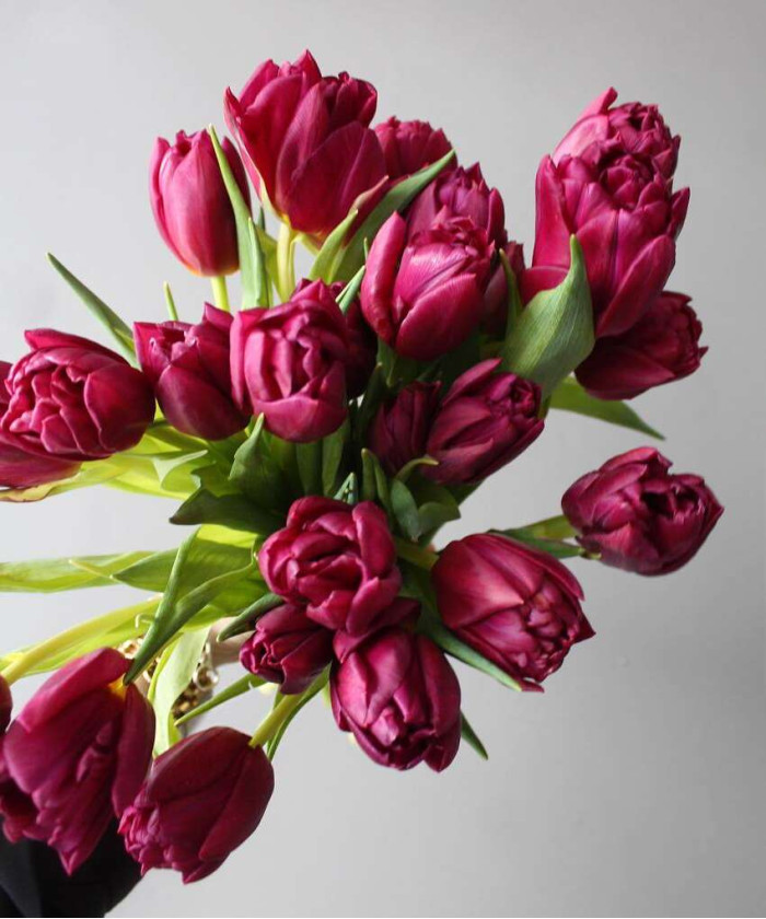 Тюльпаны дв. Элиссон Брэдли, поштучно