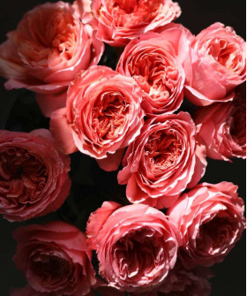 Роза Пинк Экспрешн, поштучно