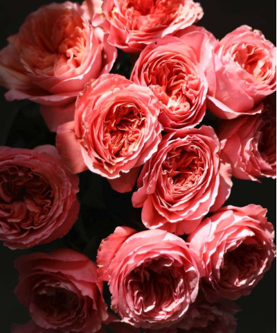 Роза Пинк Экспрешн