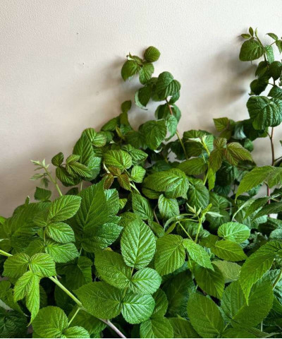 Листья малины