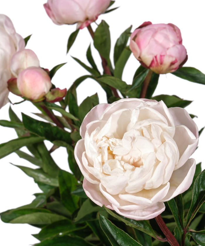 Пионы Гардения, кремово-розовые в ассортименте, поштучно