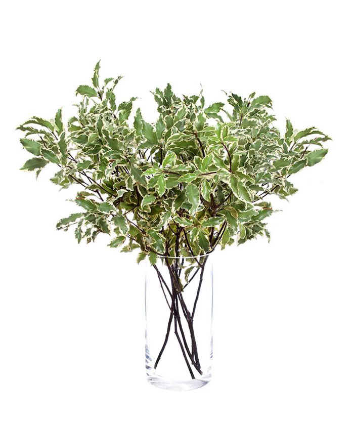 Питтоспорум Сильвер Квин листья, поштучно