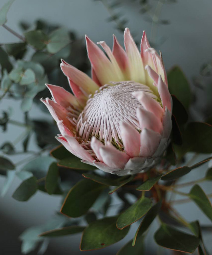 Протея Кинг Цинароидес, поштучно