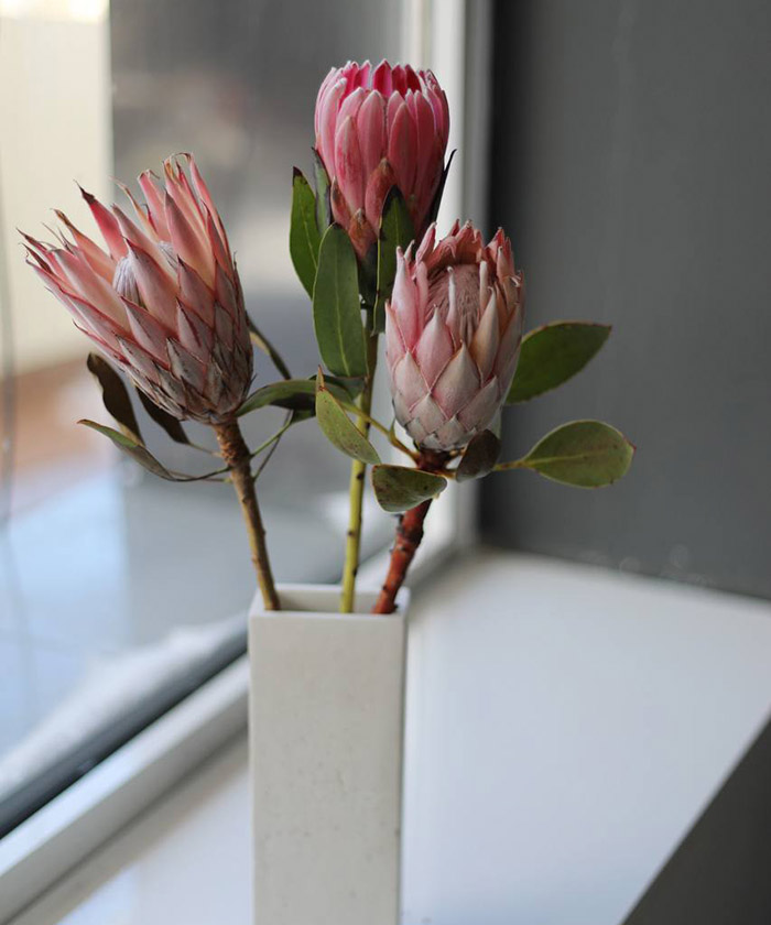 Протея Кинг Цинароидес, поштучно