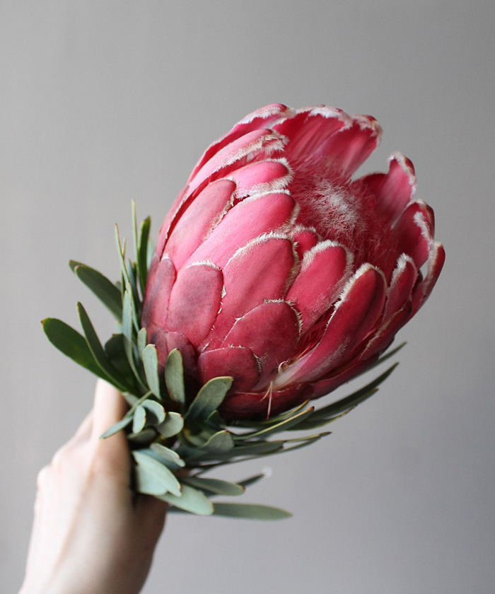 Протея Венус, поштучно