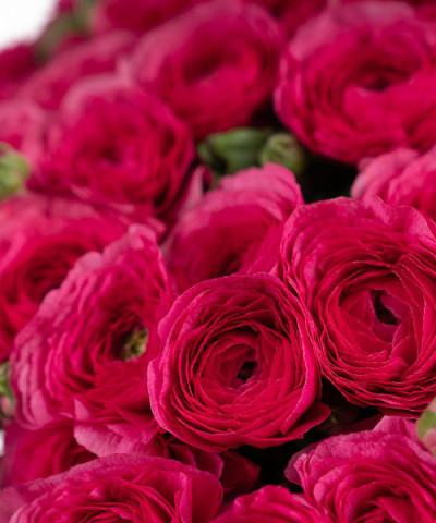 Ранункулюсы малиновые, ярко-розовые