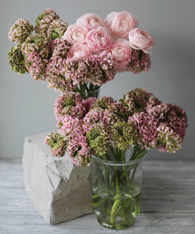 Ранункулюсы пон-пон