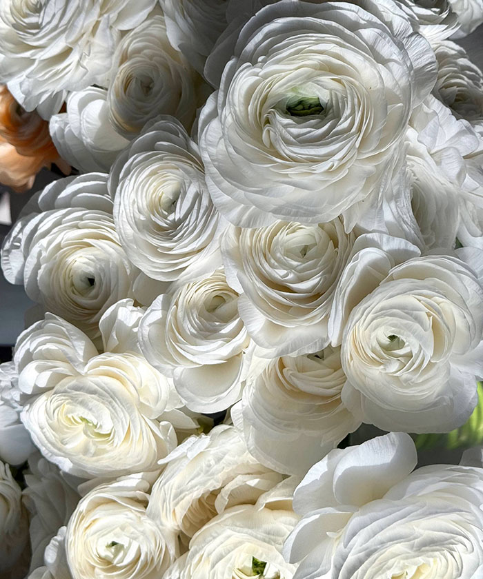 Ранункулюсы, белые, поштучно