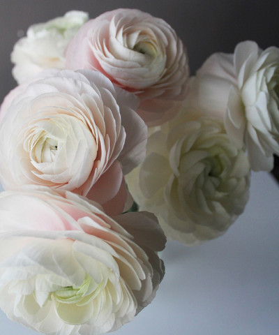 Ранункулюсы розовые, поштучно