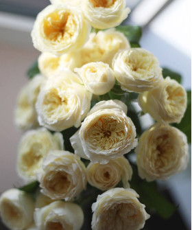 Роял парк кустовая пионовидная роза