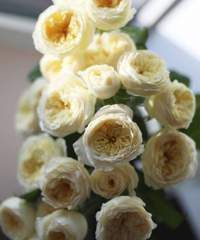 Роял парк кустовая пионовидная роза