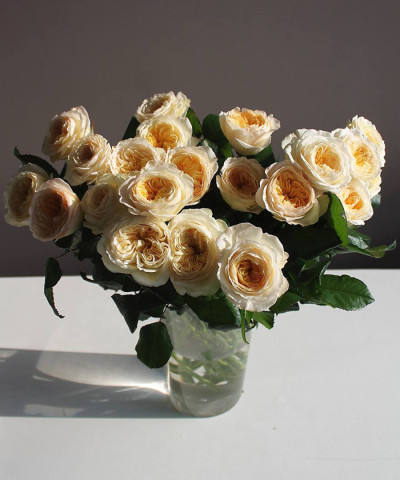 Роял парк одноголовая пионовидная роза, поштучно