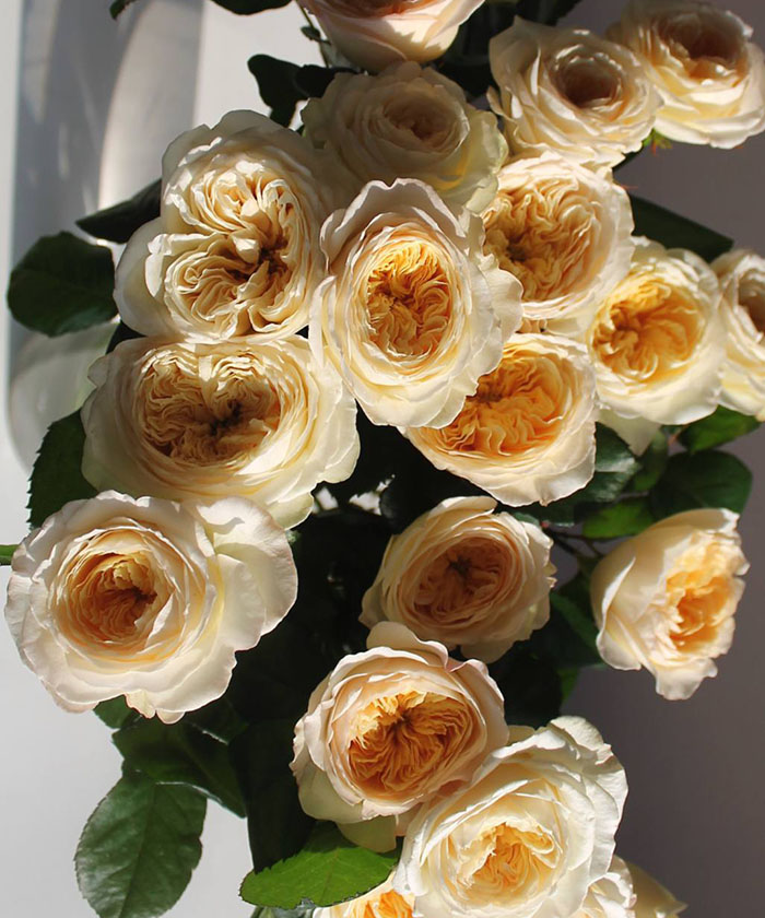 Роял парк одноголовая пионовидная роза, поштучно