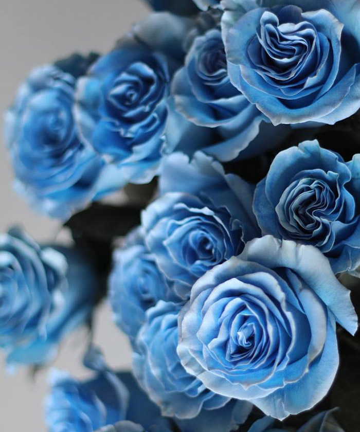 Роза голубая Тинтед скай блу, поштучно