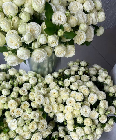 Роза кустовая белая, поштучно