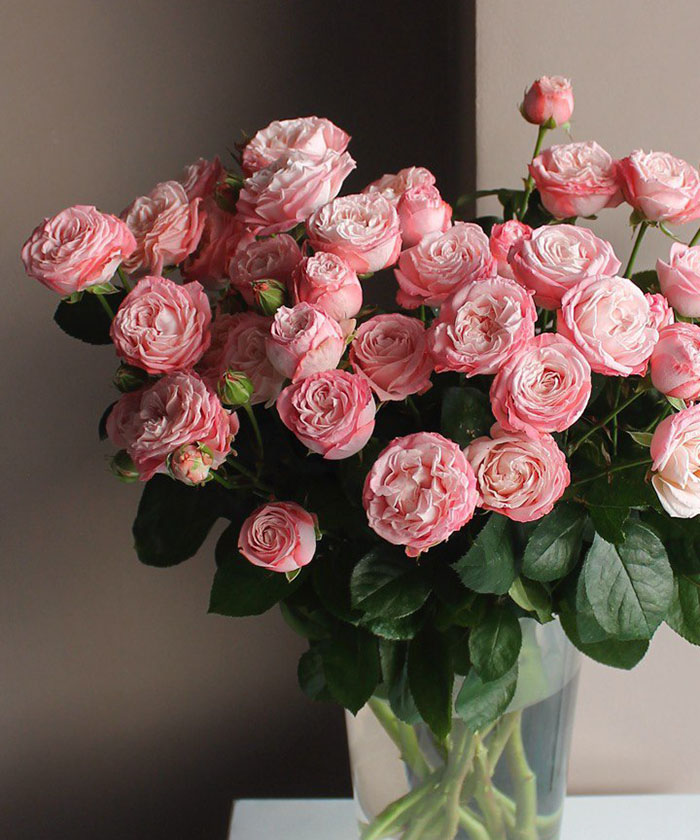 Роза кустовая розовая мадам Бомбастик, поштучно