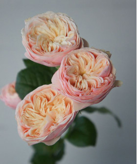 Роза кустовая Роял Блаш, поштучно