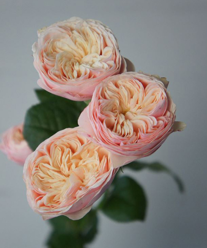 Роза кустовая Роял Блаш, поштучно