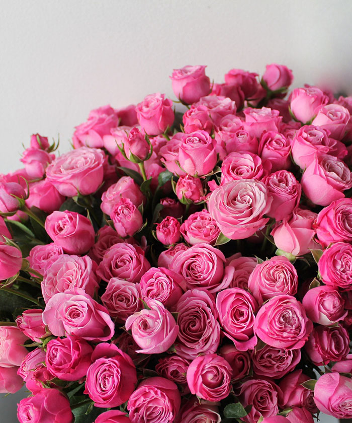 Роза кустовая ярко-розовая Леди Бомбастик, поштучно