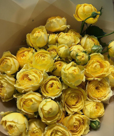 роза кустовая жёлтая 1 шт. 