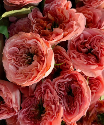 Роза Мандарин гарден, поштучно