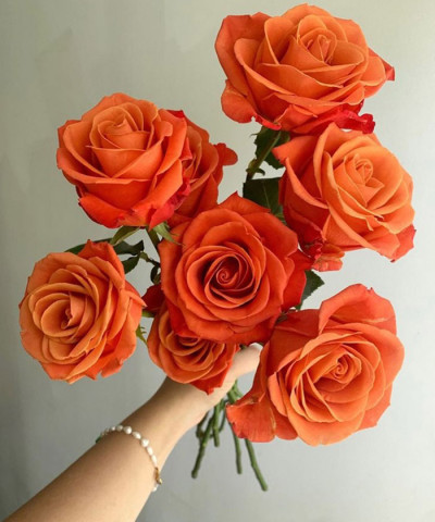 Роза оранжевая Эквадор