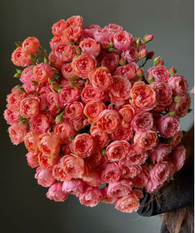 Роза пионовидная кустовая Джульетта экстра, поштучно