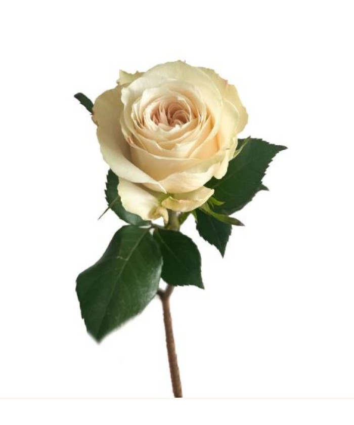 Роза Шампаньер, поштучно