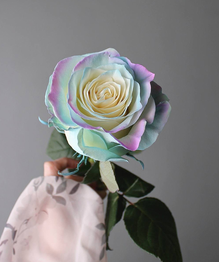 Роза Тинтед Юникорн, поштучно