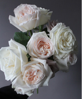 Роза Вайт Охара пионовидная, поштучно