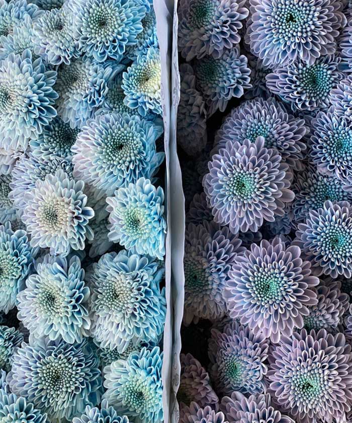 Сантини крашеные, хризантема, в ассортименте