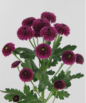 Сантини Пурпетта, поштучно