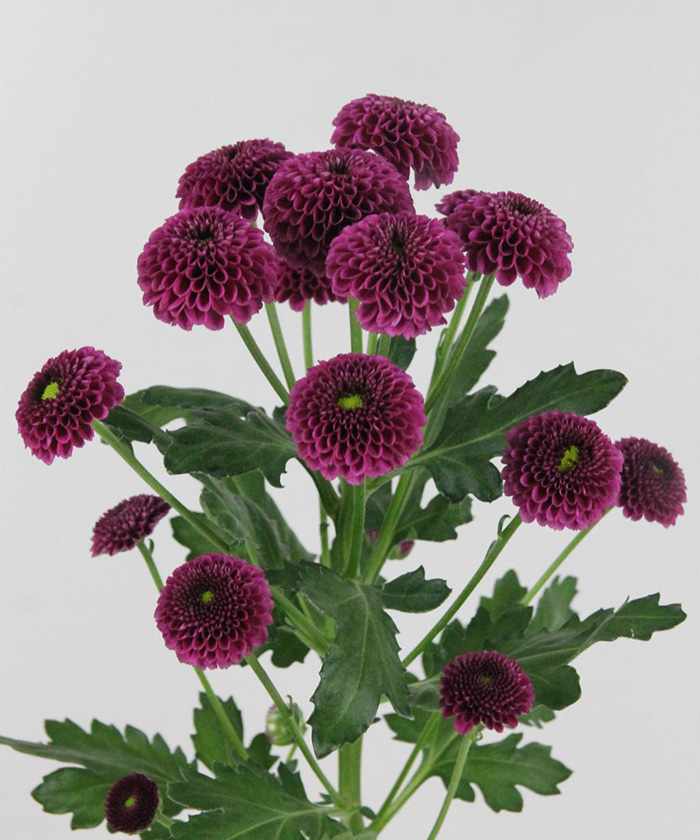 Сантини Пурпетта, поштучно