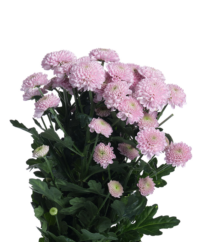 Сантини розовые, в ассортименте, поштучно