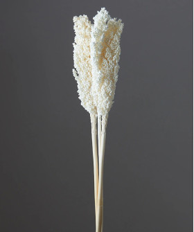 Сорго, сухоцвет стабилизированный, поштучно