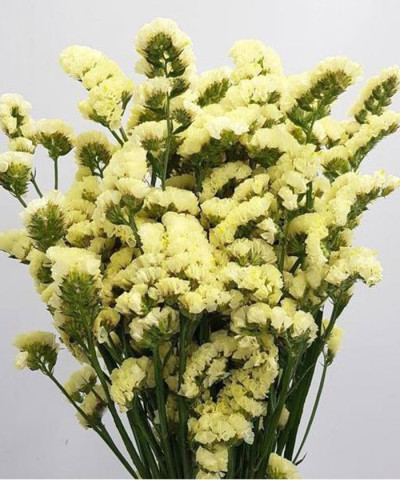 Статица жёлтая, поштучно