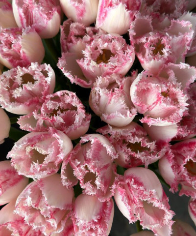 Тюльпаны бархатные розовые, в ассортименте, поштучно