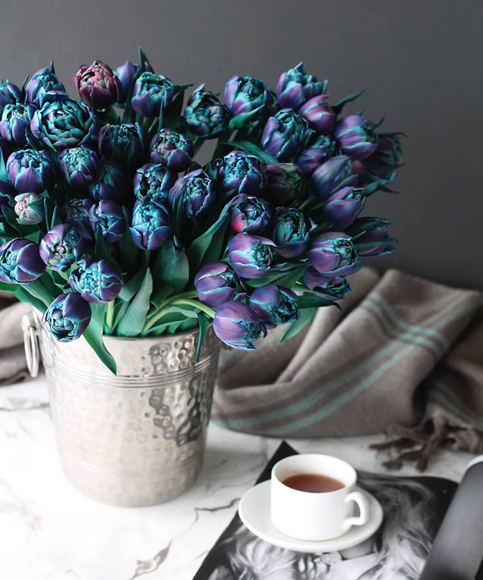 Тюльпаны синие Дабл Баббл, поштучно