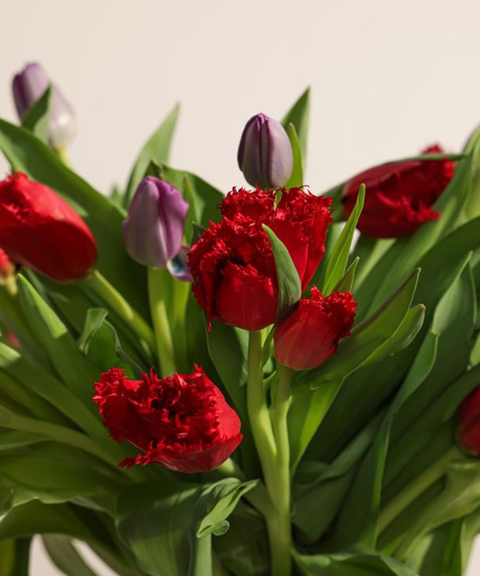 Тюльпаны красные Индиана, французские, пошутчно