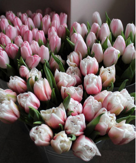 Тюльпаны Самбука