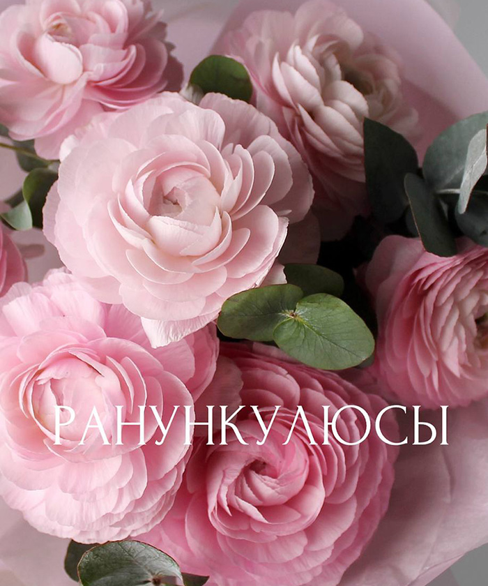 7 розовых ранункулюсов с эвкалиптом №6785