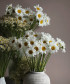 Ромашка леукантемум, поштучно