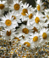 Ромашка леукантемум, поштучно