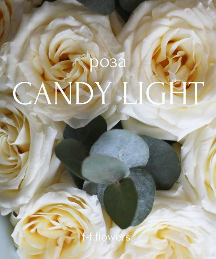 11 сливочных роз Кенделайт №5656