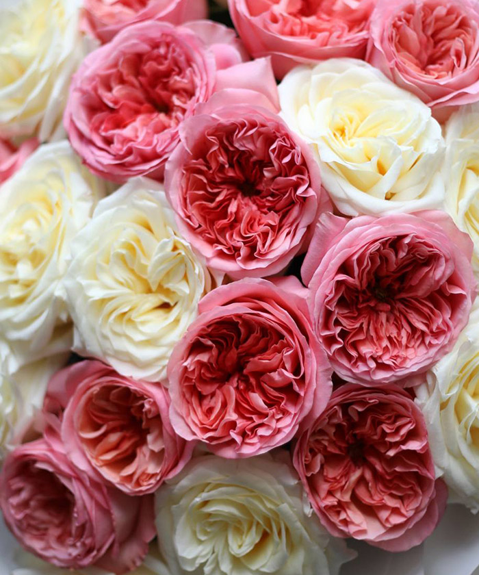 21 розовая и кремовая пионовидная роза Кенделайт и пинк Экспрешн №6582